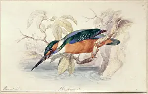 Atthis: Alcedo atthis, common kingfisher