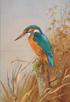 Atthis: Alcedo atthis, common kingfisher