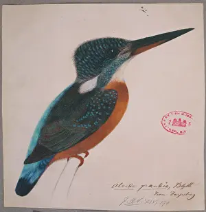 Atthis: Alcedo hercules, great blue kingfisher