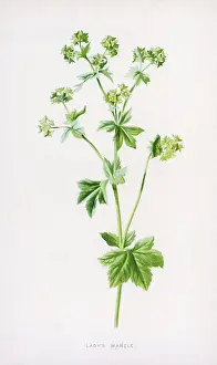 Alchemilla: ALCHEMILLA VULGARIS