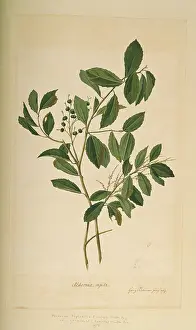 Euphorbiaceae: Alchornea triplinervia