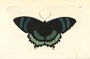 Naturalists: Alcides orontes moth