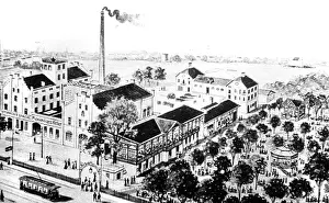 Brew: alcohol, beer, brewery, Sternecker Brew, Maximilianskeller