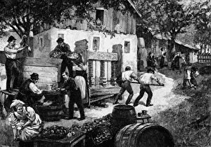 Gause: alcohol, wine, production, pressurage of apples
