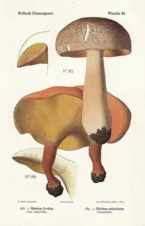 Bessin: Alder bolete and summer cap