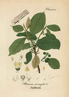 Frangula: Alder buckthorn, Frangula alnus