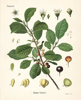 Frangula: Alder buckthorn, Frangula alnus