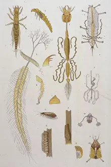 Alder: ALDER FLY