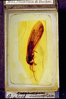 Betulaceae: Alder fly in Baltic amber