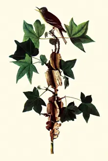 Beetles: Alder Flycatcher