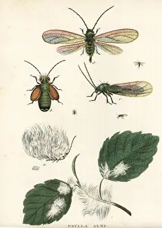 Waxy: Alder psylla, Psylla alni