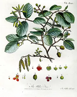 Alder: Alder Tree