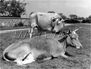 Alderney: ALDERNEY HEIFERS