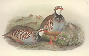 Spectacled: Alectoris rufa, red-legged partridge