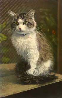 Fuzzy: Alert Cat