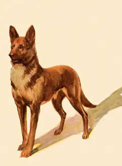 Vigilant: Alert German Shepherd