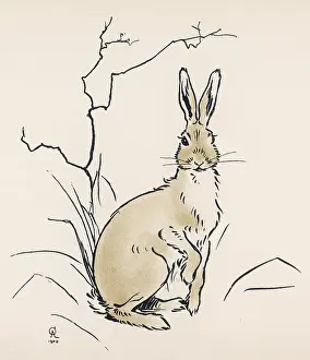 Alert hare