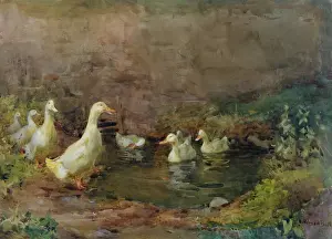 Mildred: Alert ' white ducks in a little pond