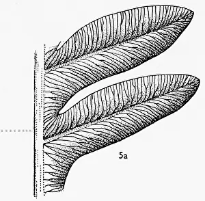 Palaeozoic: Alethopteris serli (Brongniart), Pteridosperm