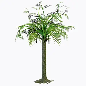 Pteridospermatophyta: Alethopteris zeilleri tree on white background