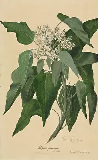 Endeavour: Aleurites moluccana, candlenut tree