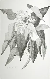 Endeavour: Aleurites moluccana, candlenut tree