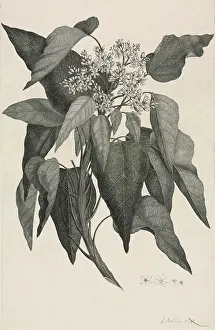 Endeavour: Aleurites moluccana, candlenut tree