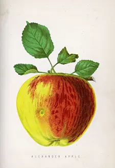 Blemish: ALEXANDER APPLE 1871
