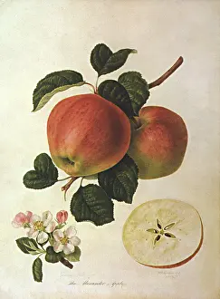 Domestica: Alexander Apples