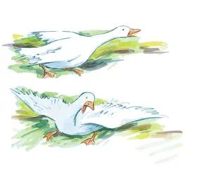 Gander: Alexander and the Gander by Martin Wright