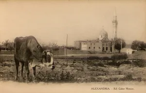 Gaber: Alexandria, Egypt - Sidi Gaber Mosque