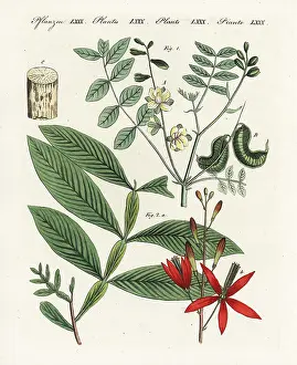 Laxative: Alexandrian senna and amargo