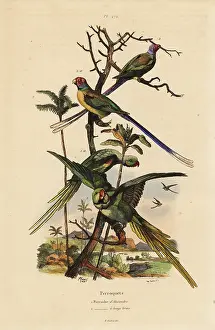 Psittacula: Alexandrine parakeet, Psittacula eupatria