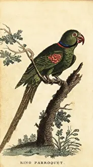 The Naturalists Pocket Magazine: Alexandrine parakeet, Psittacula eupatria