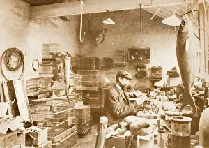 Rothschild: Alfred Minall, taxidermist