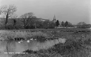Swans: Alfriston Church