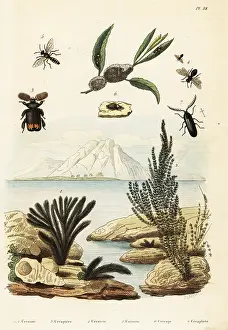 Du Casse: Algae, bee, wasp and froghopper