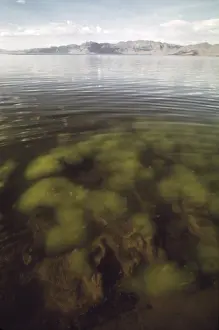 Saline: Algae growth in one of the shallow bays ?