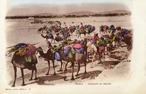 Algeria - Biskra - Camel Caravan on the move