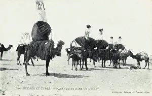 Biskra: Algeria - Camel Transport
