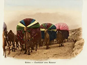 Biskra: Algeria - Camel Transport