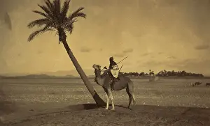 Ppmsca: Algerian camel rider next to a palm tree ?