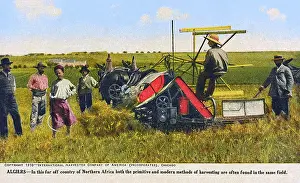 Algiers, Algeria - Harvesting by Mechanical & handheld means