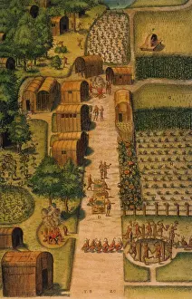 Cornfield: Algonquian Village, 1585