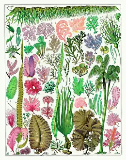 Seaweed: Algues - algae