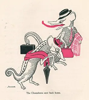 Chameleons: Alican Land Chameleons
