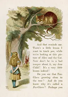Foxglove: Alice and the Cheshire Cat