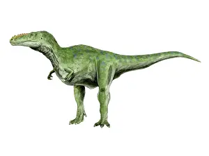 Alioramus: Alioramus dinosaur