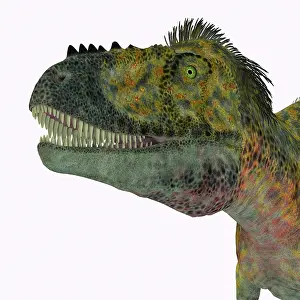 Alioramus: Alioramus dinosaur head