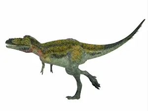 Alioramus: Alioramus dinosaur, side profile